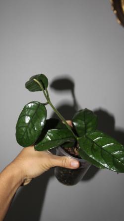 Sadnice - sobne biljke: Hoya Villosa - veća biljka